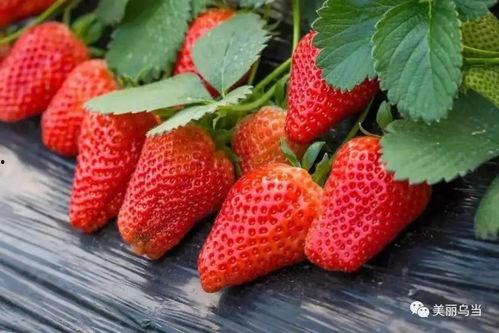 老版水莓国产100视频